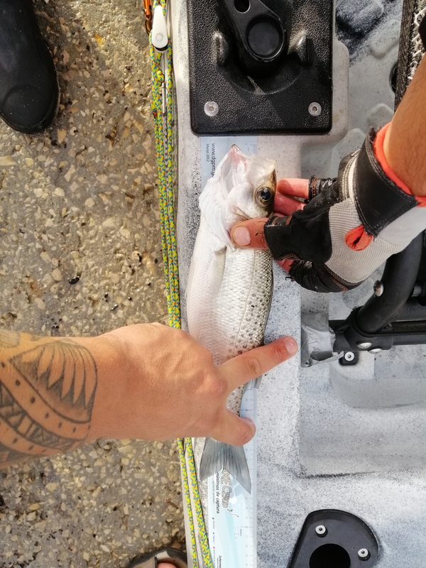 Fish Measure Picture