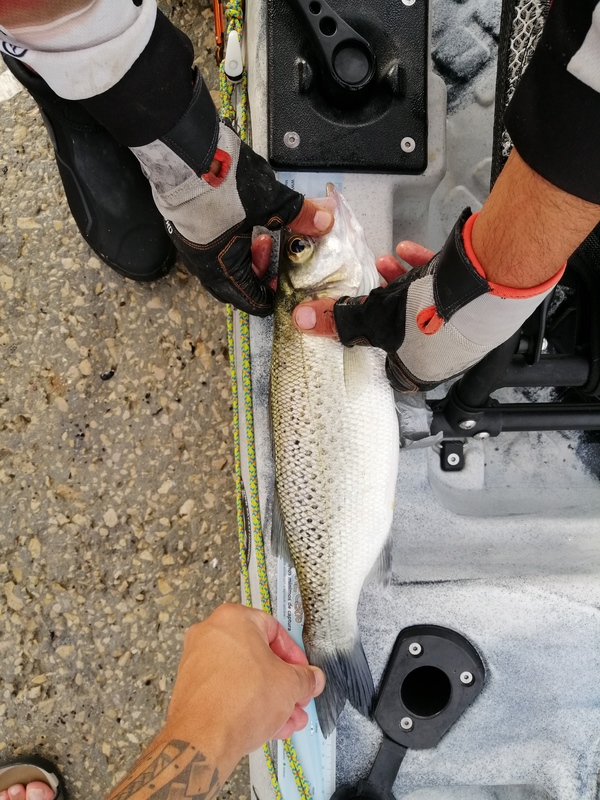 Fish Measure Picture