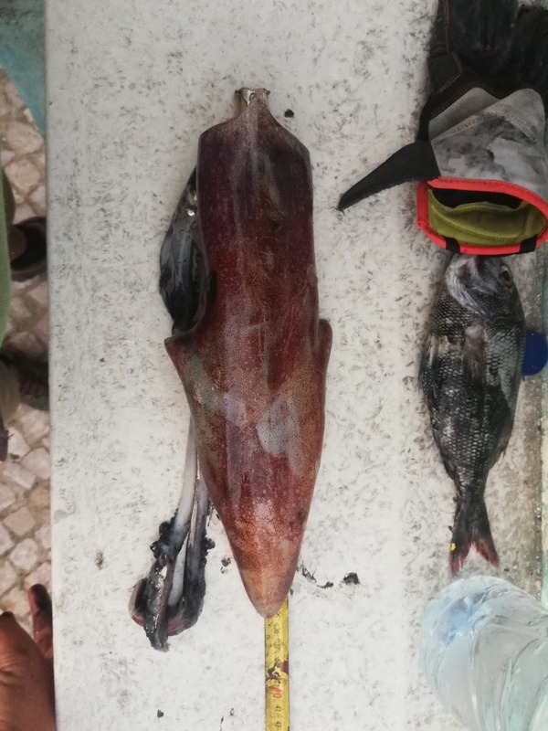 Fish Measure Picture