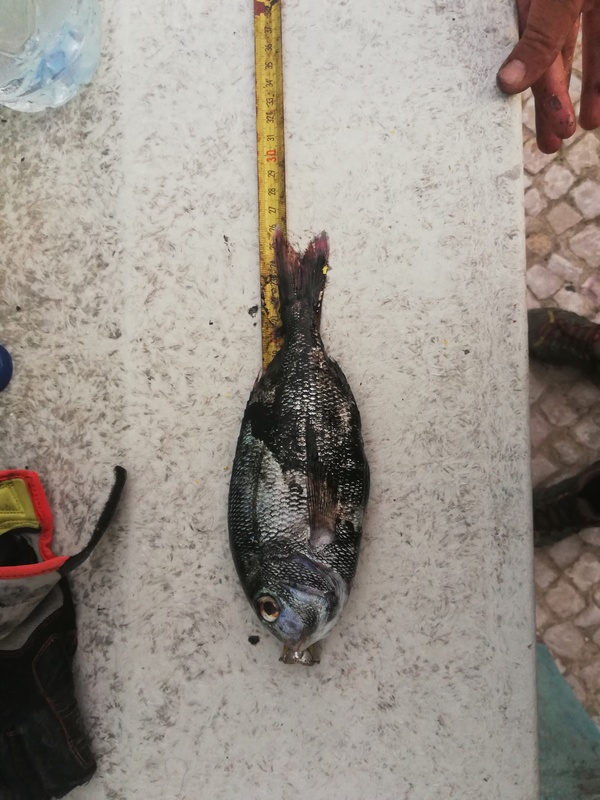 Fish Measure Picture