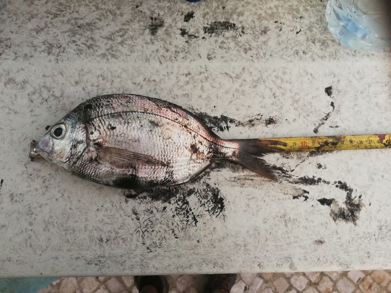 Fish Measure Picture