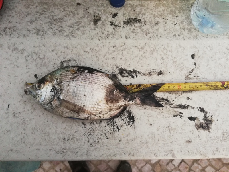 Fish Measure Picture