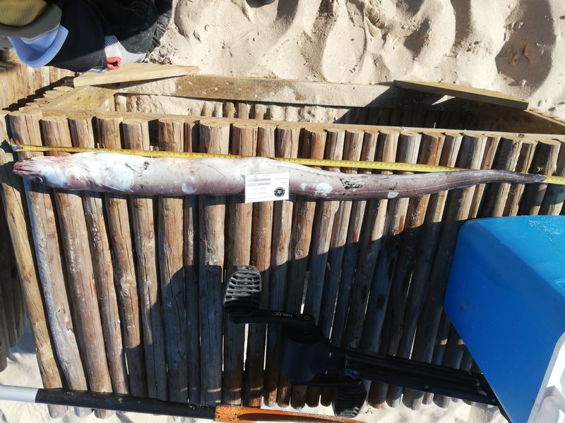 Fish Measure Picture