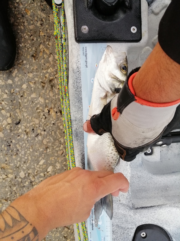 Fish Measure Picture