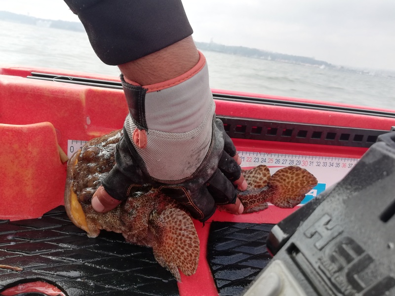 Fish Measure Picture