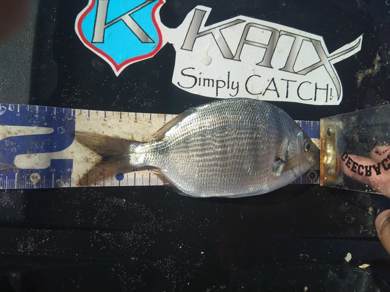 Fish Measure Picture
