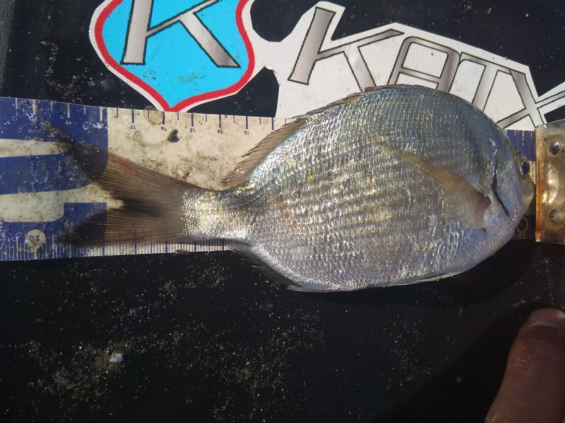 Fish Measure Picture