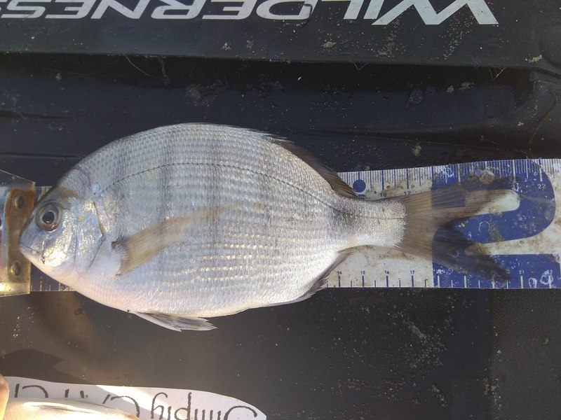 Fish Measure Picture