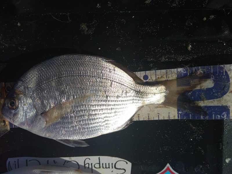 Fish Measure Picture