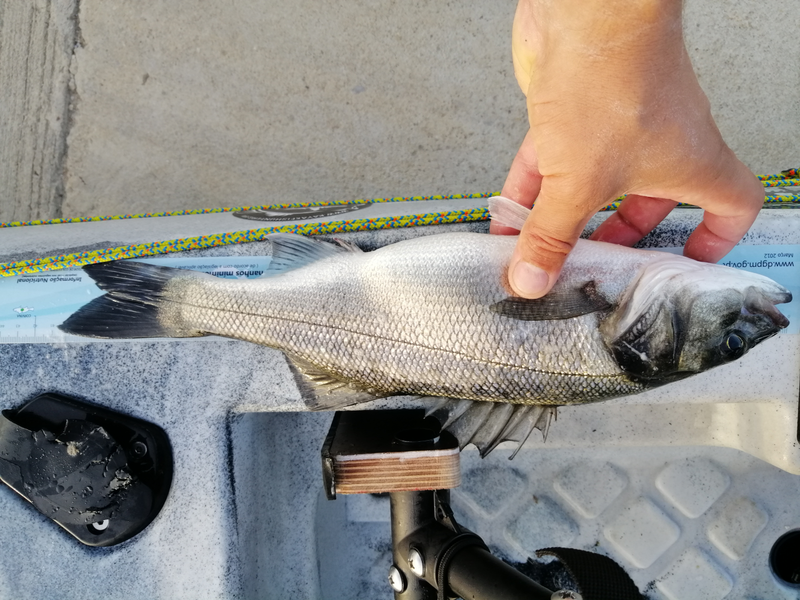 Fish Measure Picture