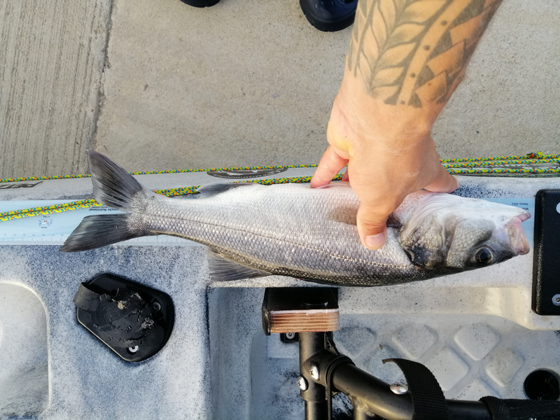 Fish Measure Picture