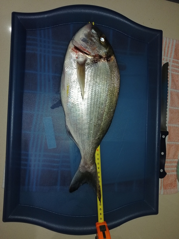 Fish Measure Picture