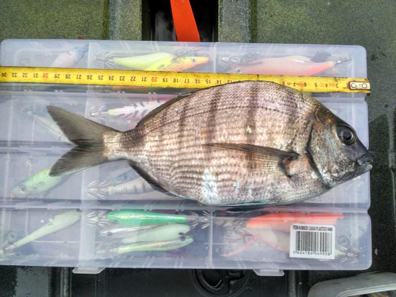 Fish Measure Picture