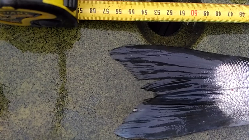 Fish Measure Picture