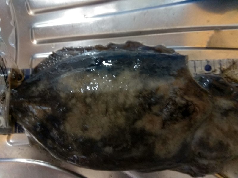 Fish Measure Picture