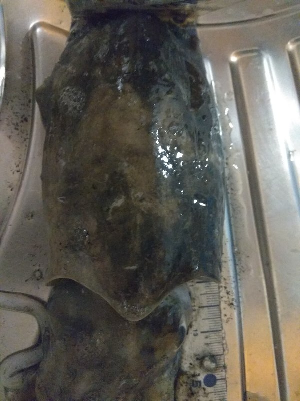 Fish Measure Picture