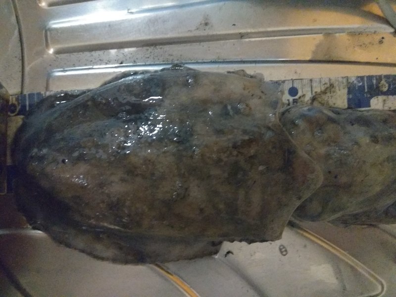 Fish Measure Picture