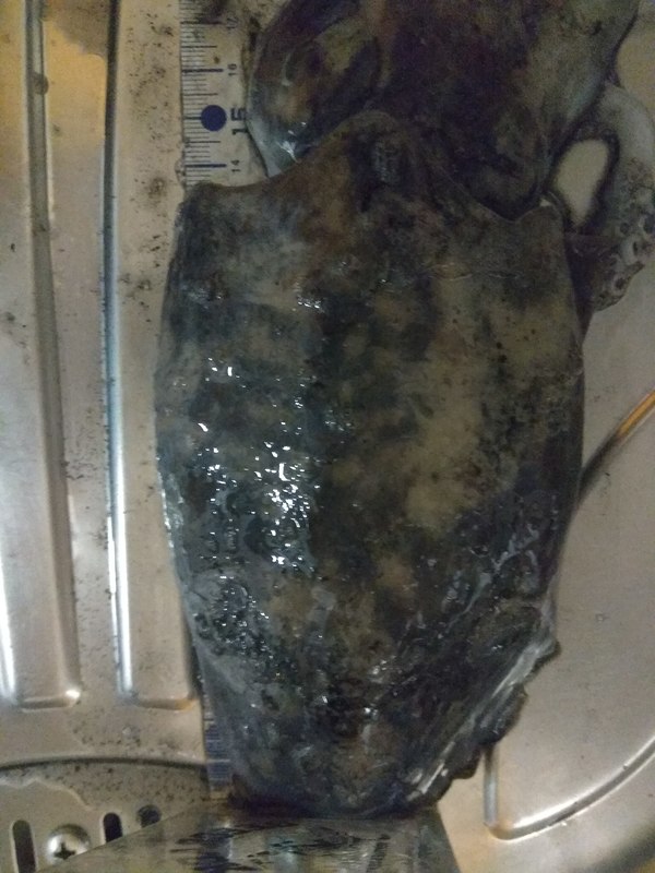 Fish Measure Picture