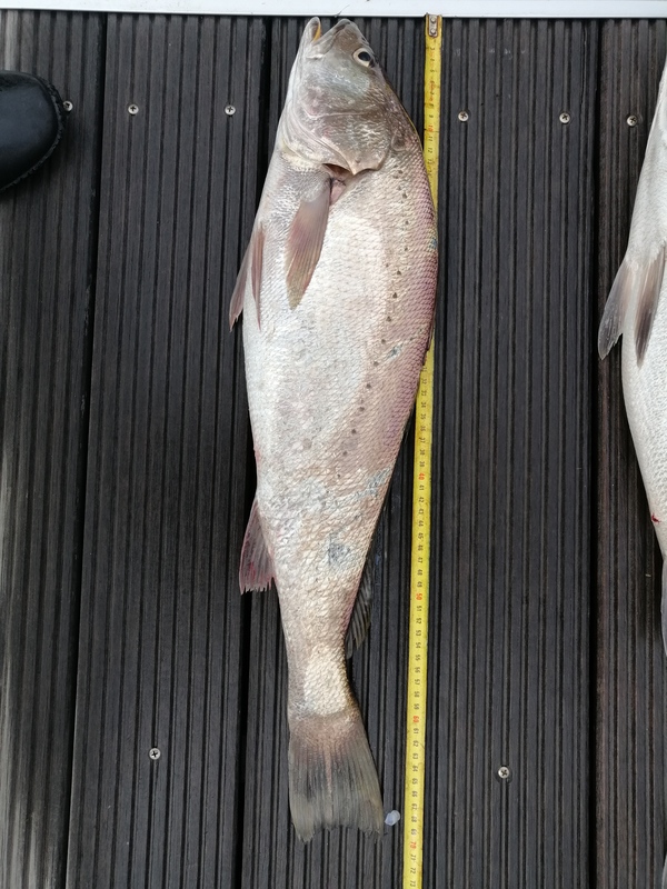 Fish Measure Picture