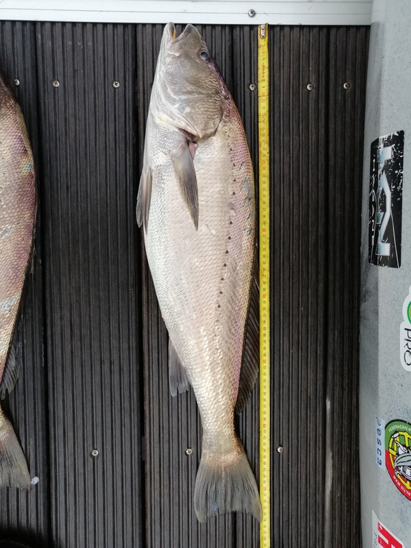 Fish Measure Picture