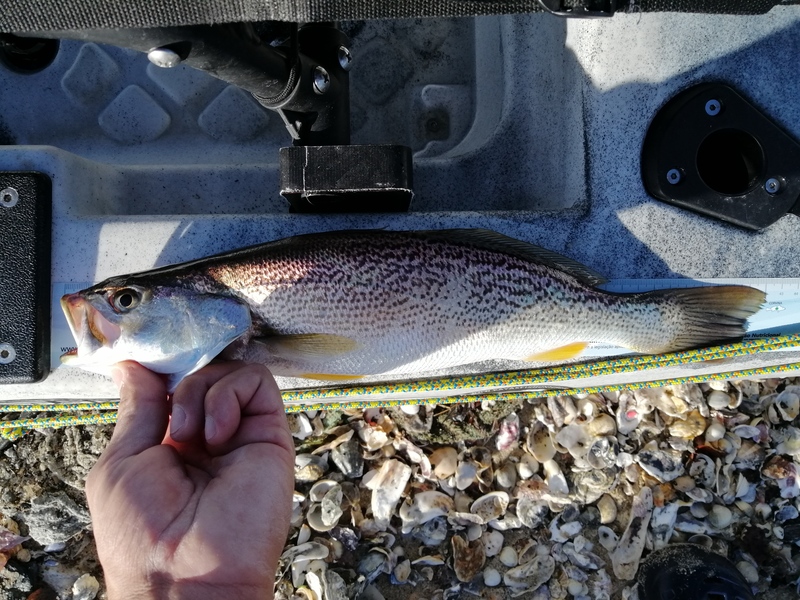 Fish Measure Picture