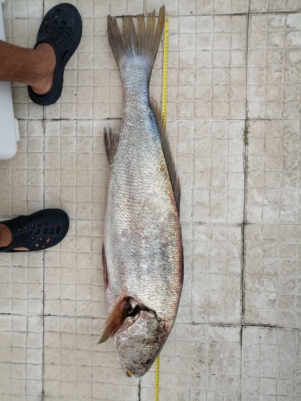 Fish Measure Picture
