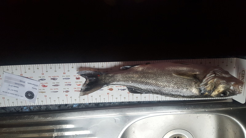 Fish Measure Picture