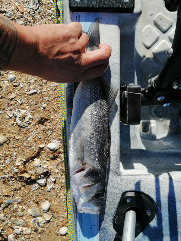 Fish Measure Picture
