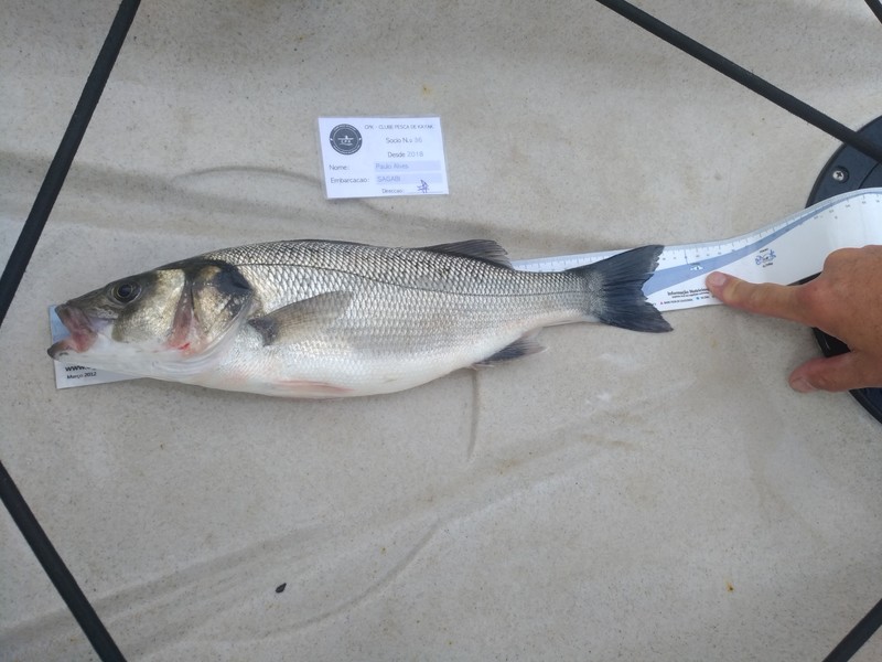Fish Measure Picture