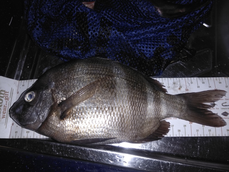 Fish Measure Picture