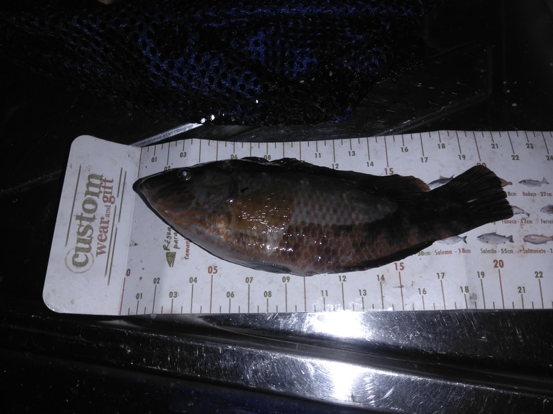 Fish Measure Picture
