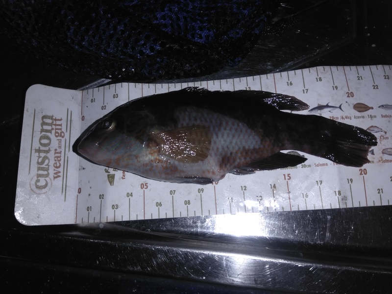 Fish Measure Picture