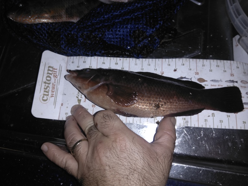 Fish Measure Picture