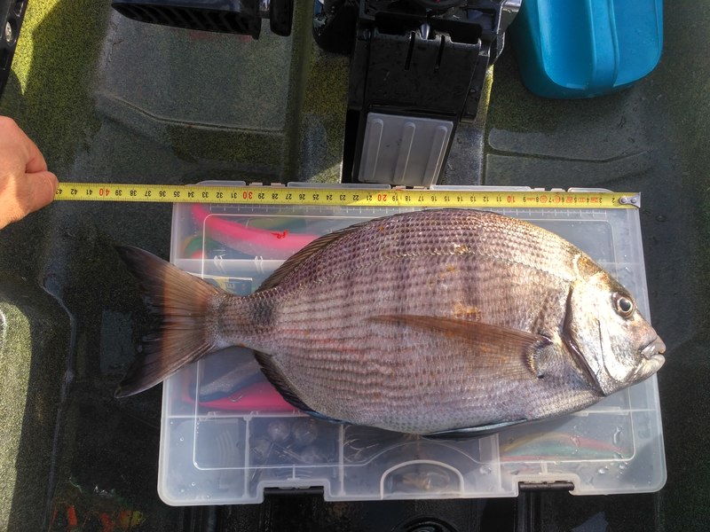 Fish Measure Picture