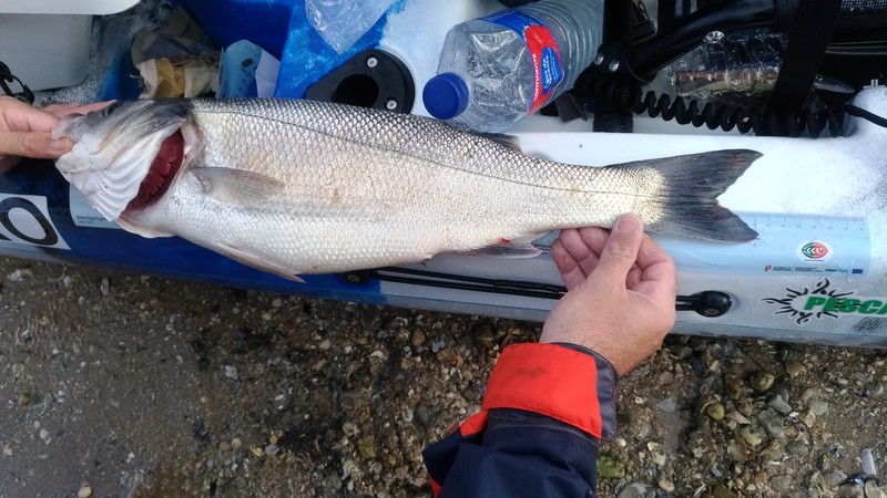 Fish Measure Picture
