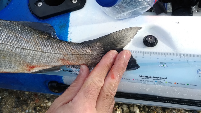 Fish Measure Picture