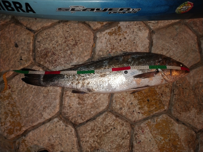 Fish Measure Picture