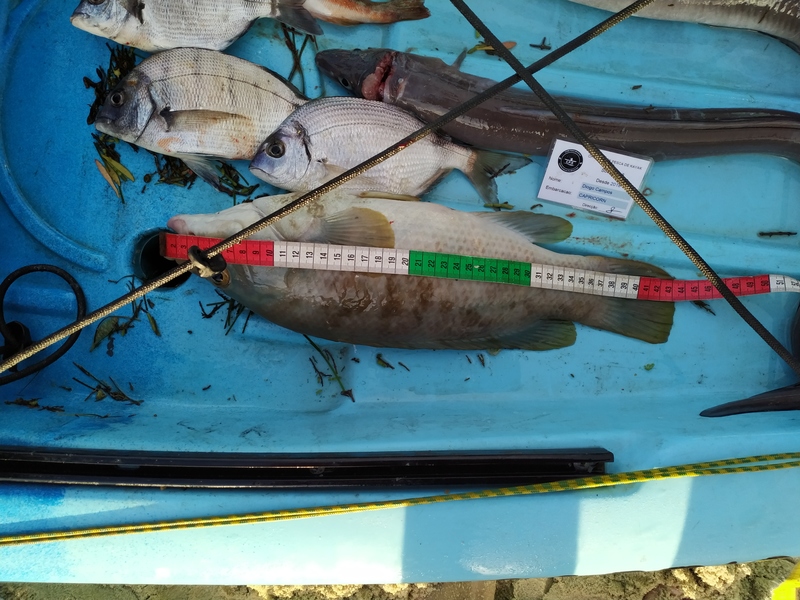 Fish Measure Picture