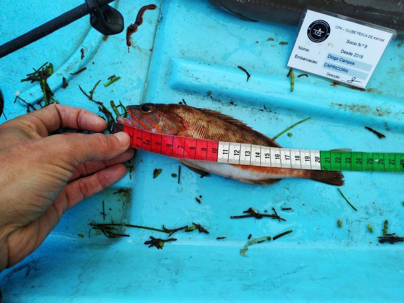 Fish Measure Picture