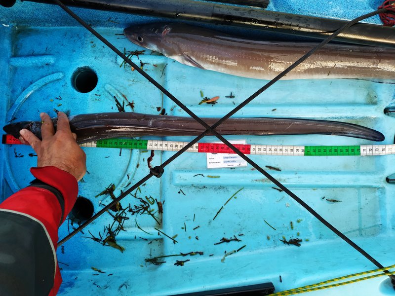 Fish Measure Picture