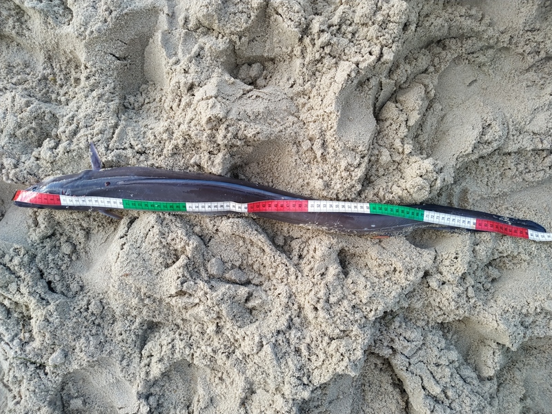 Fish Measure Picture