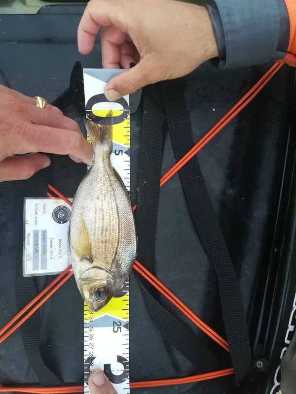 Fish Measure Picture