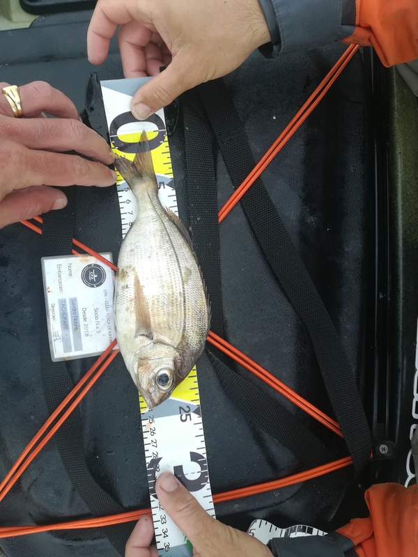 Fish Measure Picture