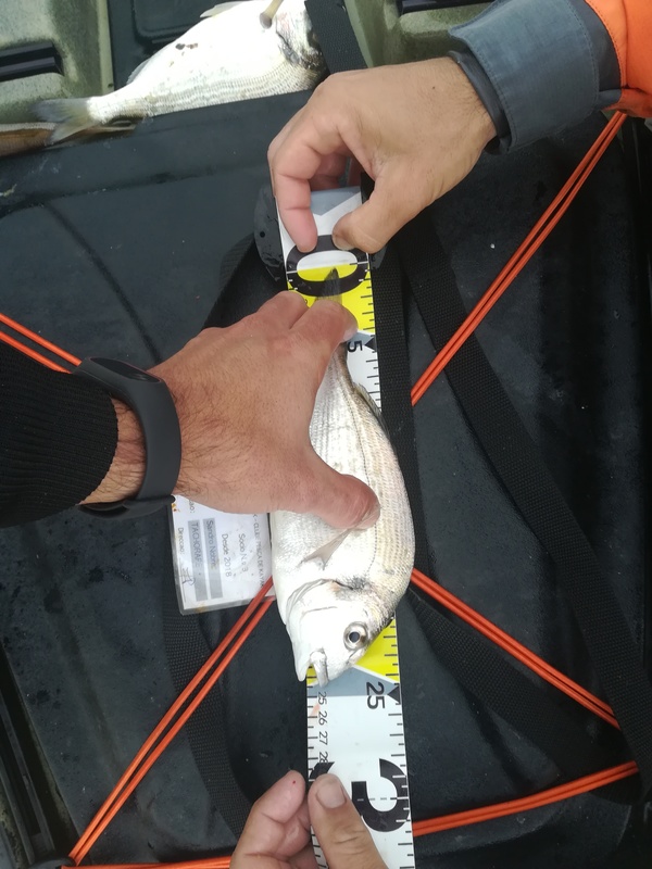 Fish Measure Picture
