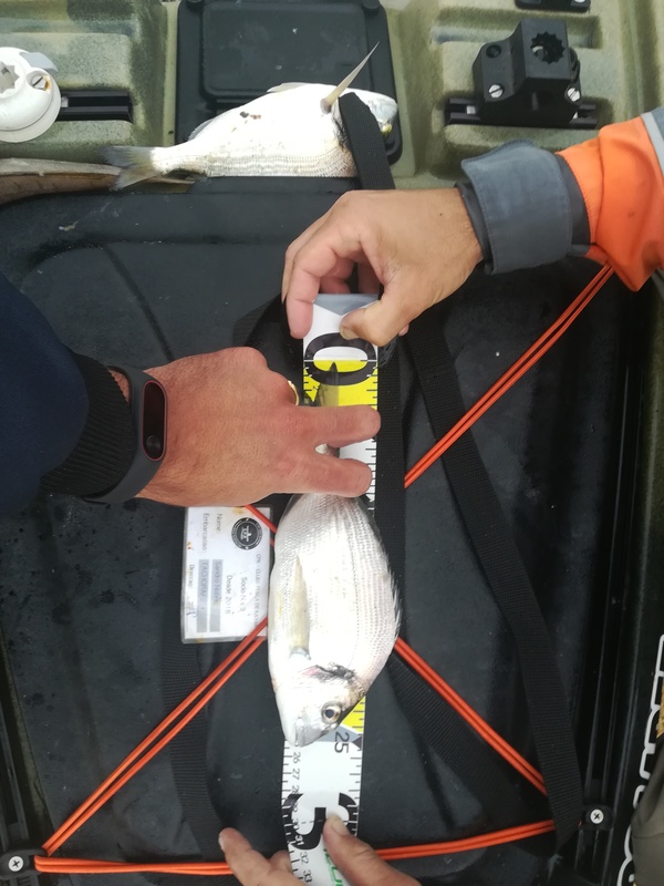 Fish Measure Picture
