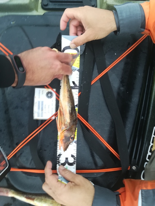 Fish Measure Picture