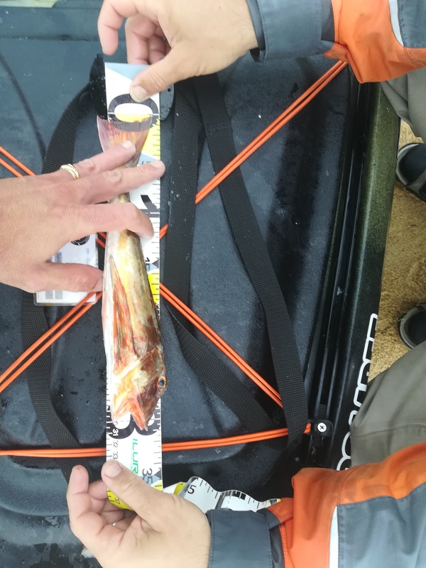 Fish Measure Picture
