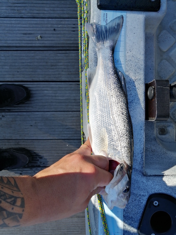 Fish Measure Picture
