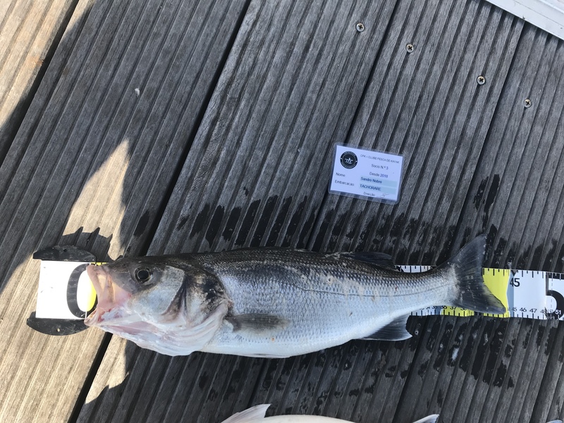 Fish Measure Picture