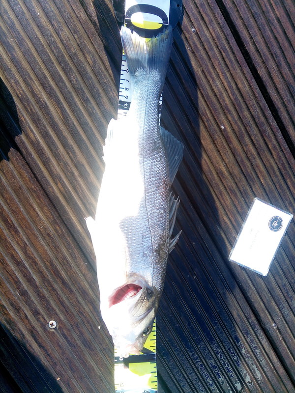 Fish Measure Picture